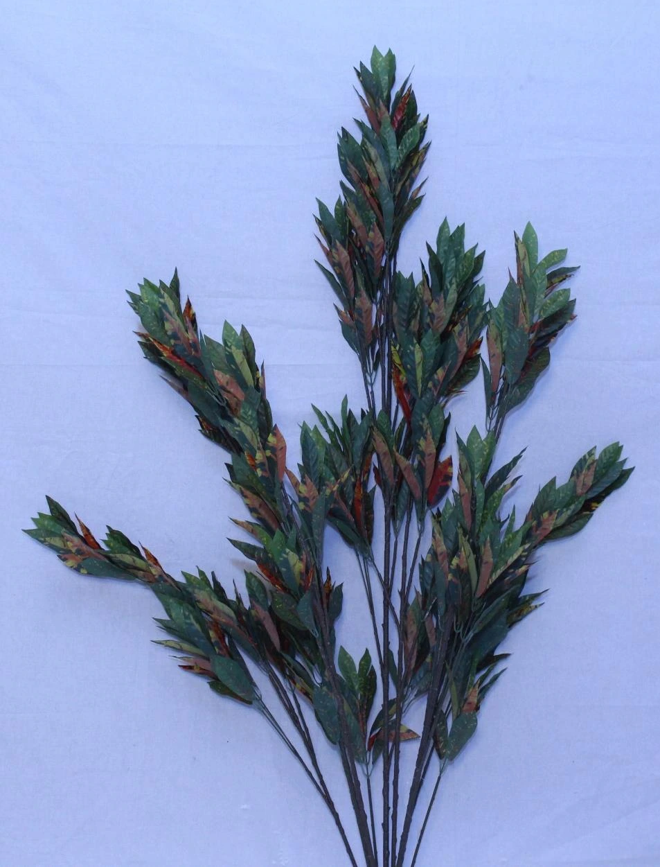 Mini Garden croton with 672 lvs-H 5FT W 1.20FT